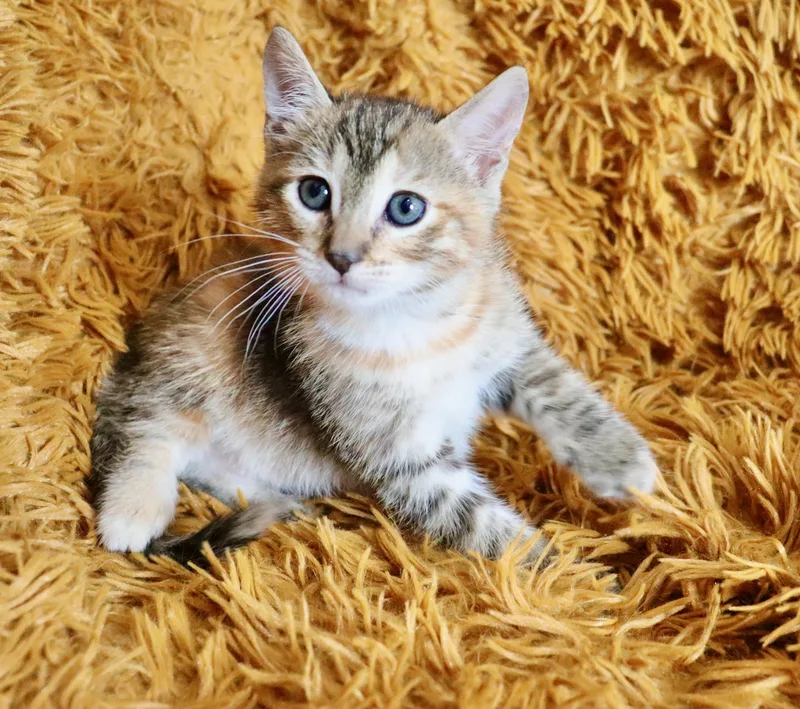 Buttercup thumbnail 5