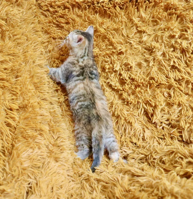 Buttercup thumbnail 6