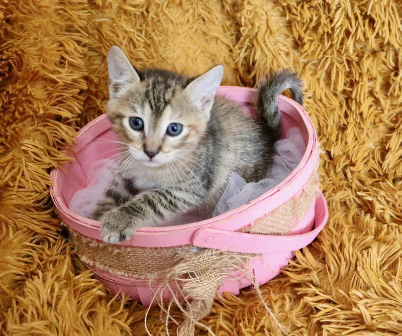 A baby medium-sized female Calico Tabby cat named Buttercup for adoption in Saint Augustine, FL