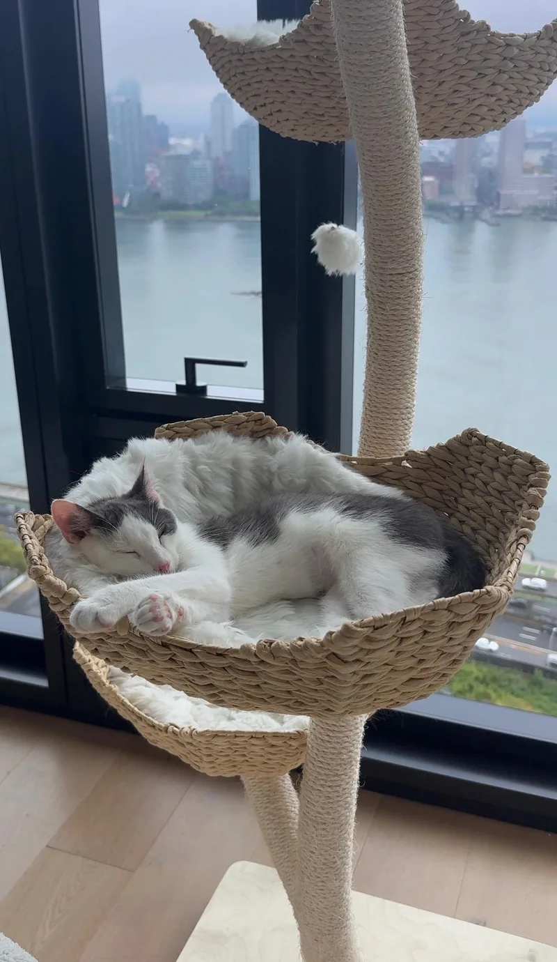 Gizmo