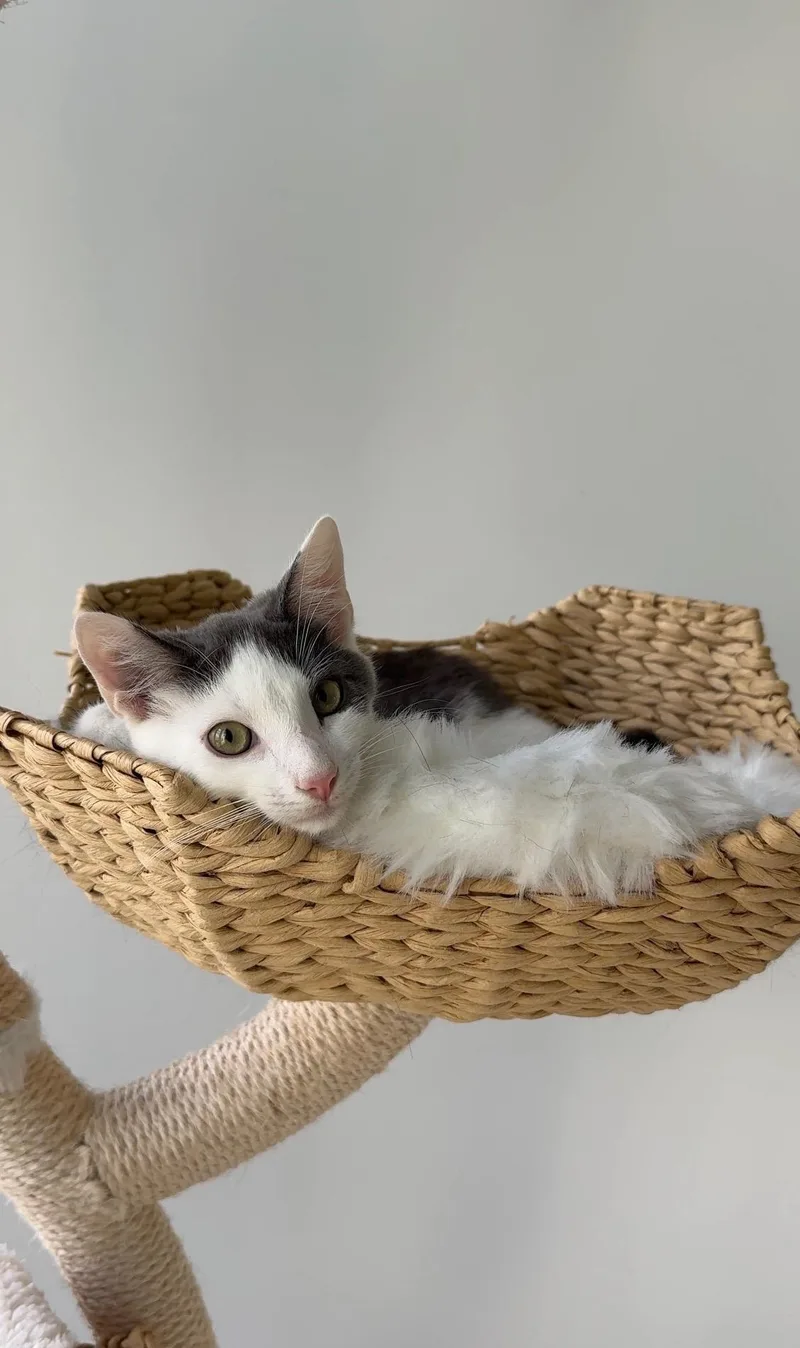 Gizmo thumbnail 2