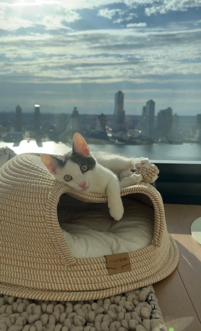 Gizmo thumbnail 3