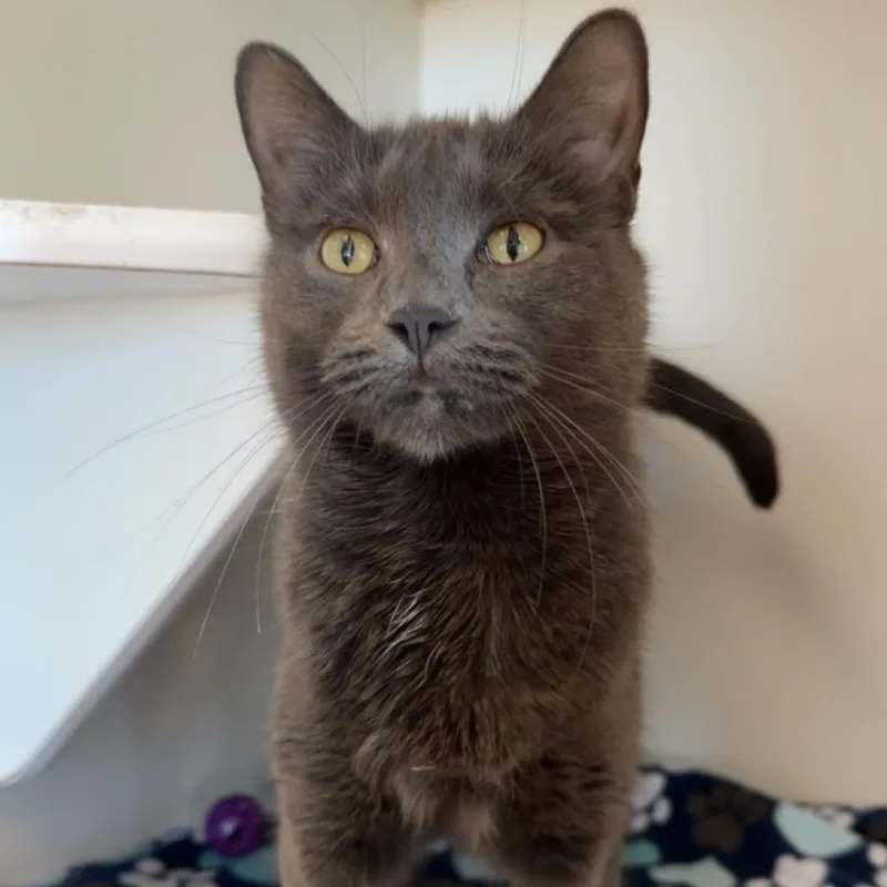 An adult medium-sized female Gray / Blue / Silver Domestic Short Hair cat named Olivia Pope for adoption in Matteson, IL
