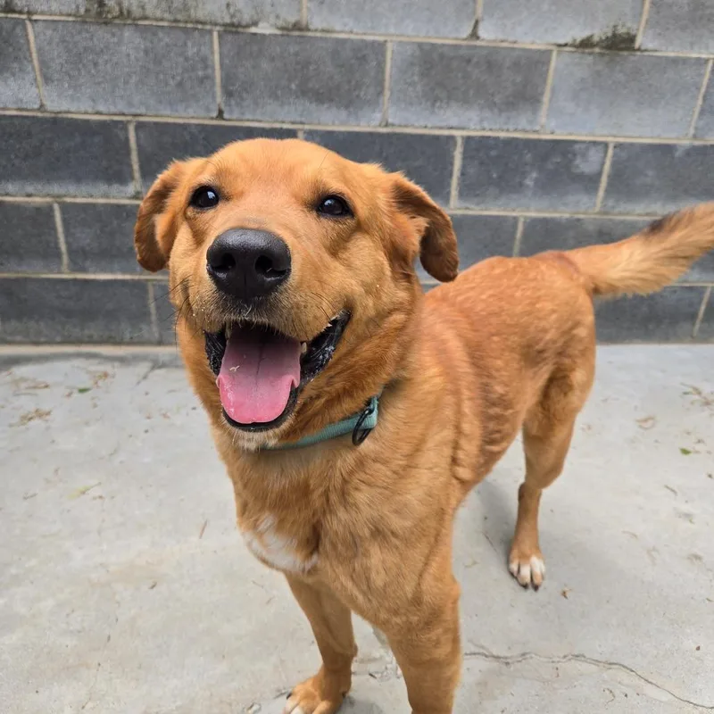 An adult large-sized male Golden Golden Retriever dog named Chopper for adoption in Newport, TN