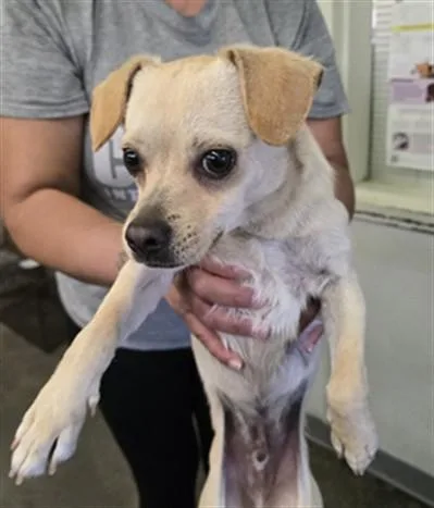 A young small-sized male Chihuahua dog named Blanco for adoption in Los Angeles, CA