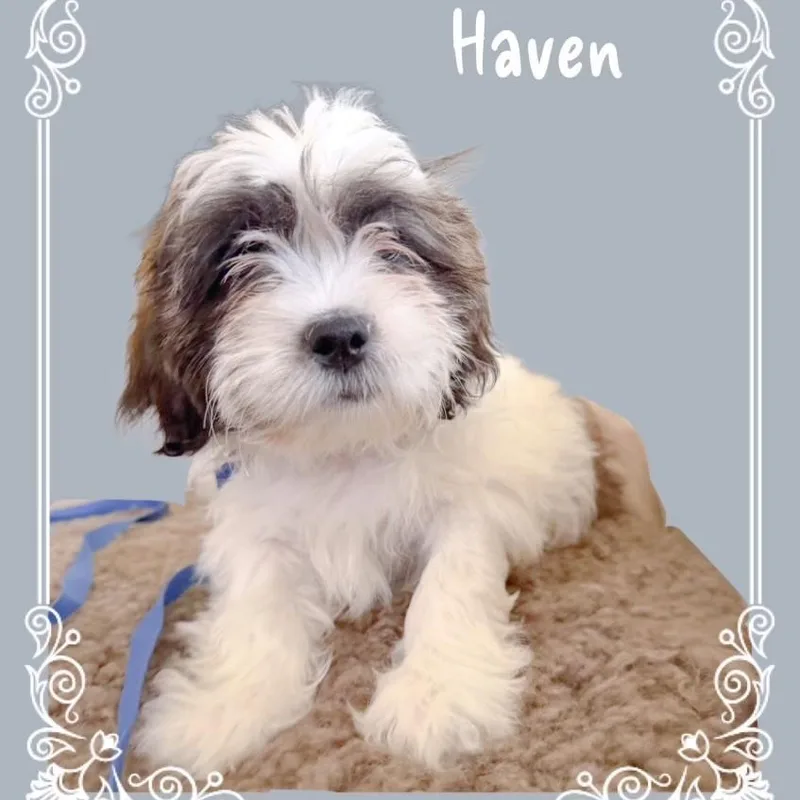 Haven