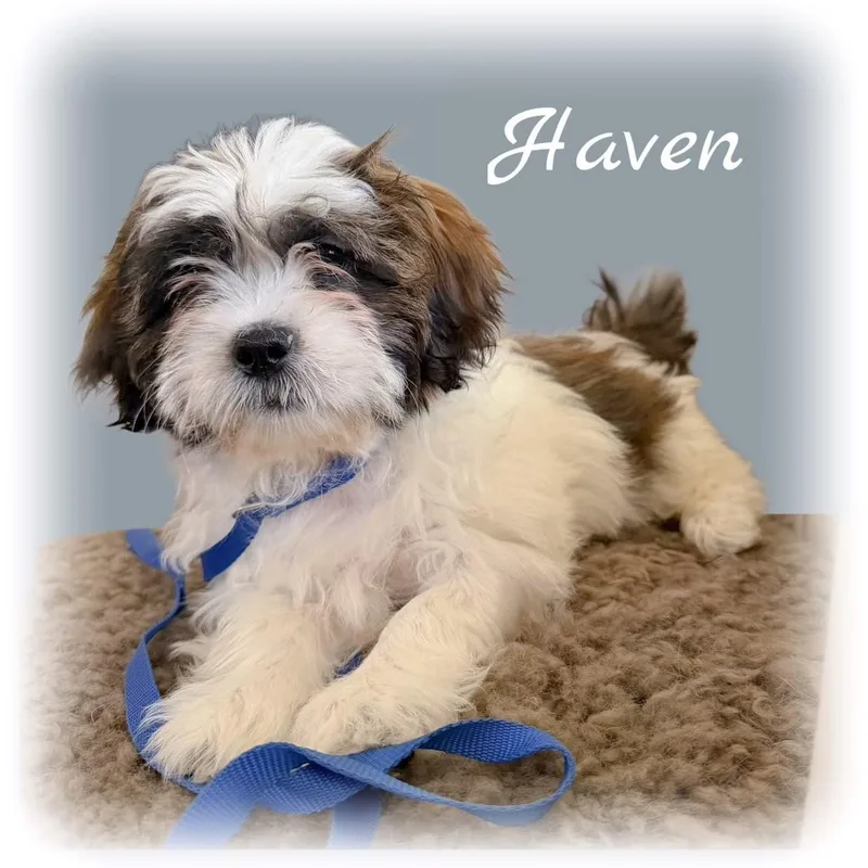 Haven thumbnail 2