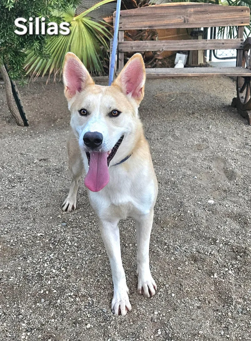 A young medium-sized male Shepherd dog named Silias for adoption in Inglewood, CA
