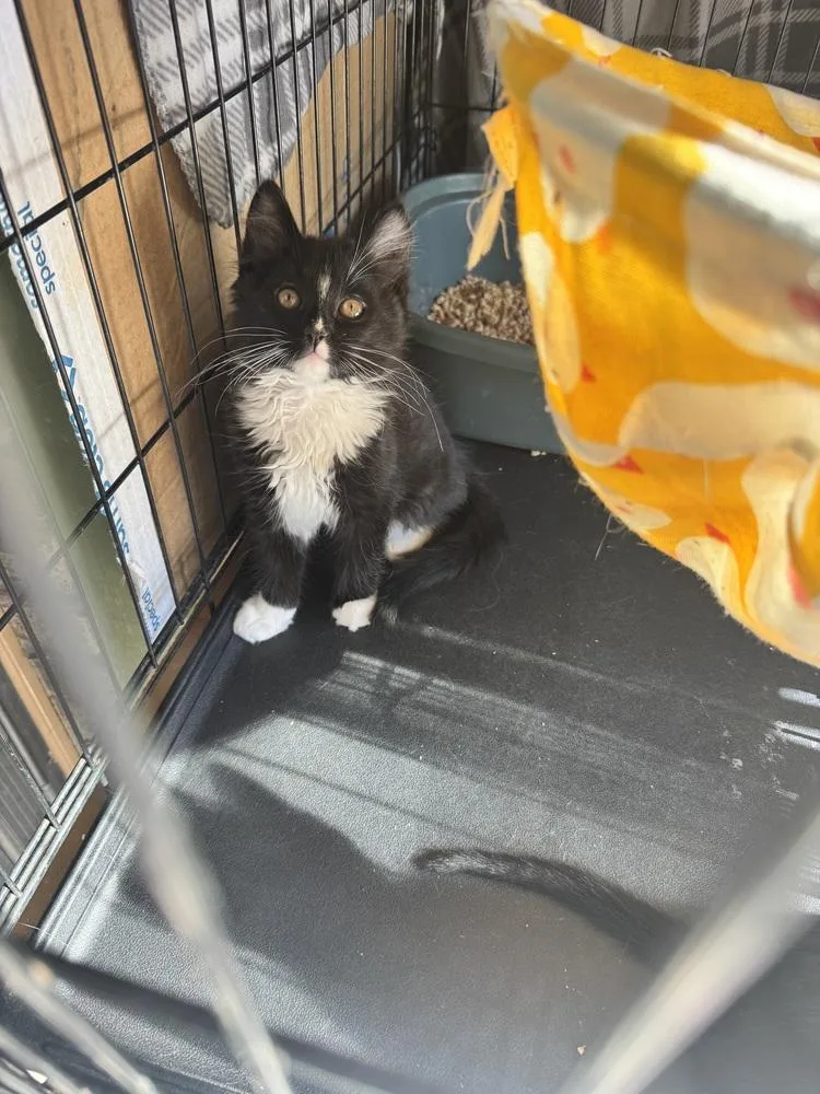 Tuxlee