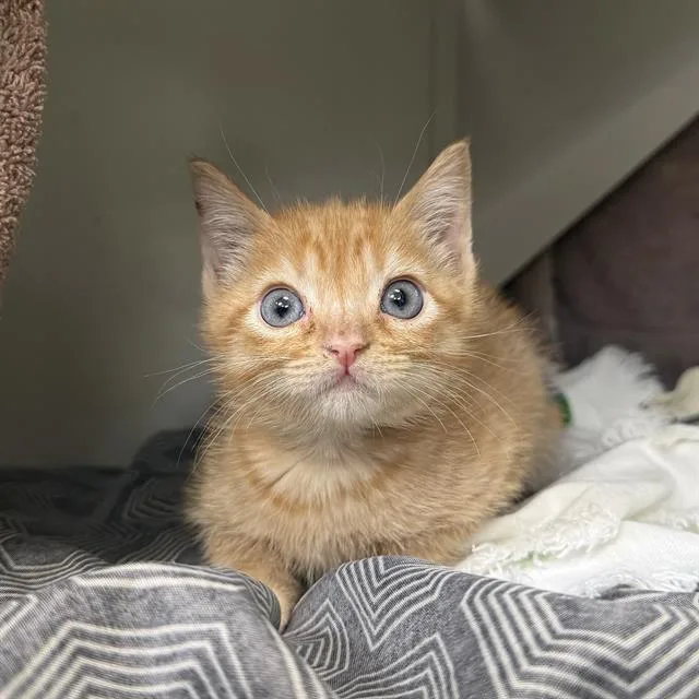 A baby small-sized male Domestic Short Hair cat named Sid for adoption in Las Vegas, NV