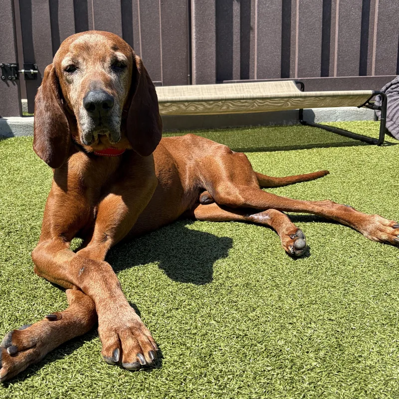 A senior large-sized male Red / Chestnut / Orange Bloodhound dog named Flint for adoption in Mount Juliet, TN