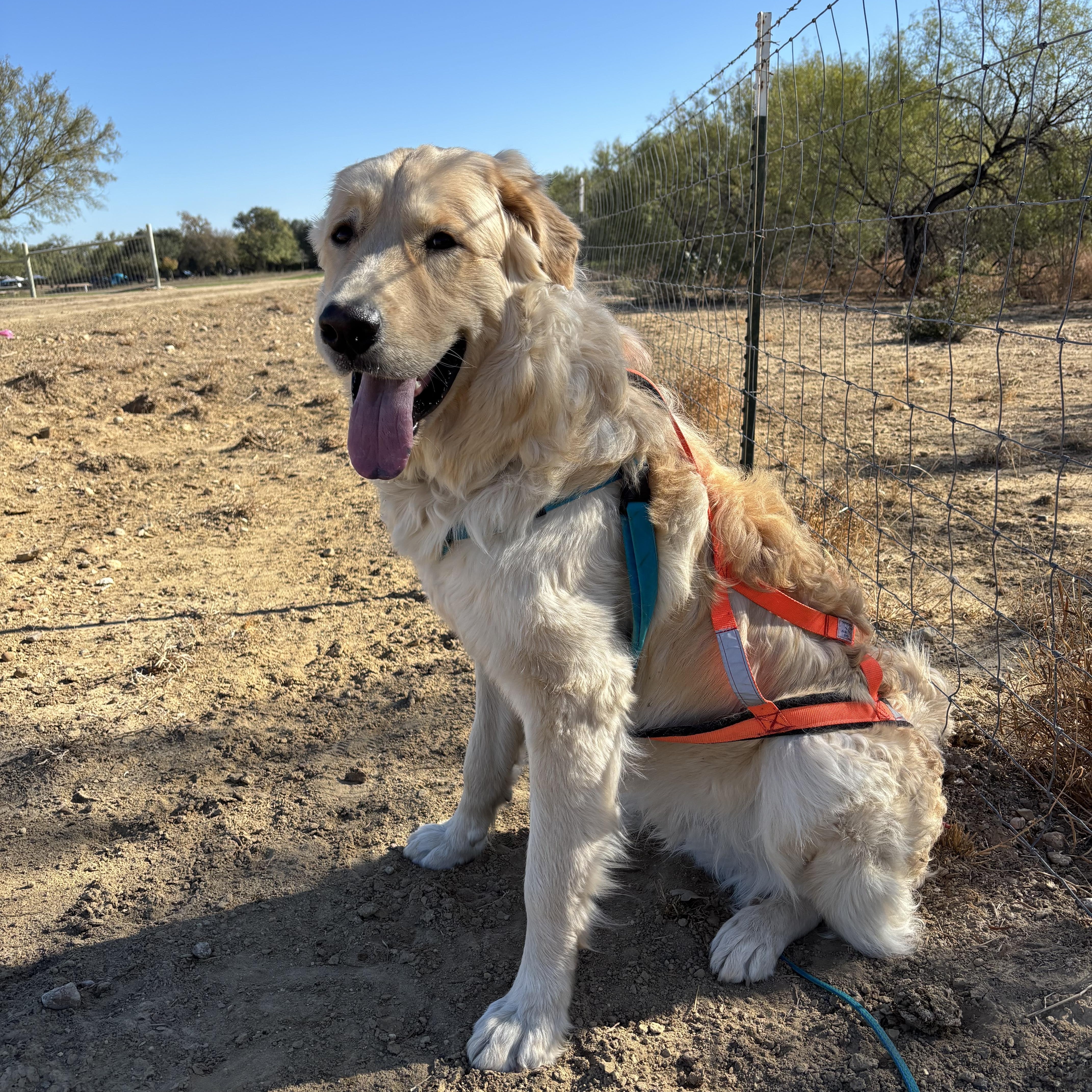 An adult extra large-sized male White / Cream Great Pyrenees dog named Chewie for adoption in Spring, TX