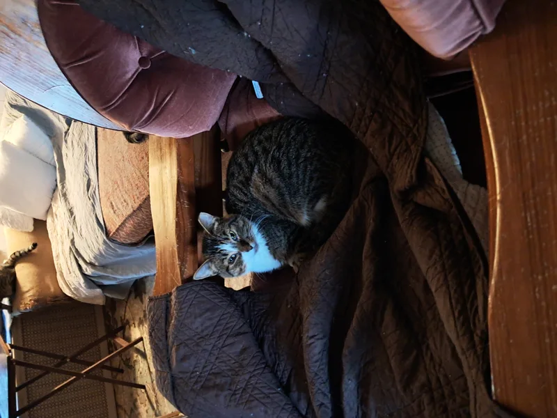 Sriracha thumbnail 3