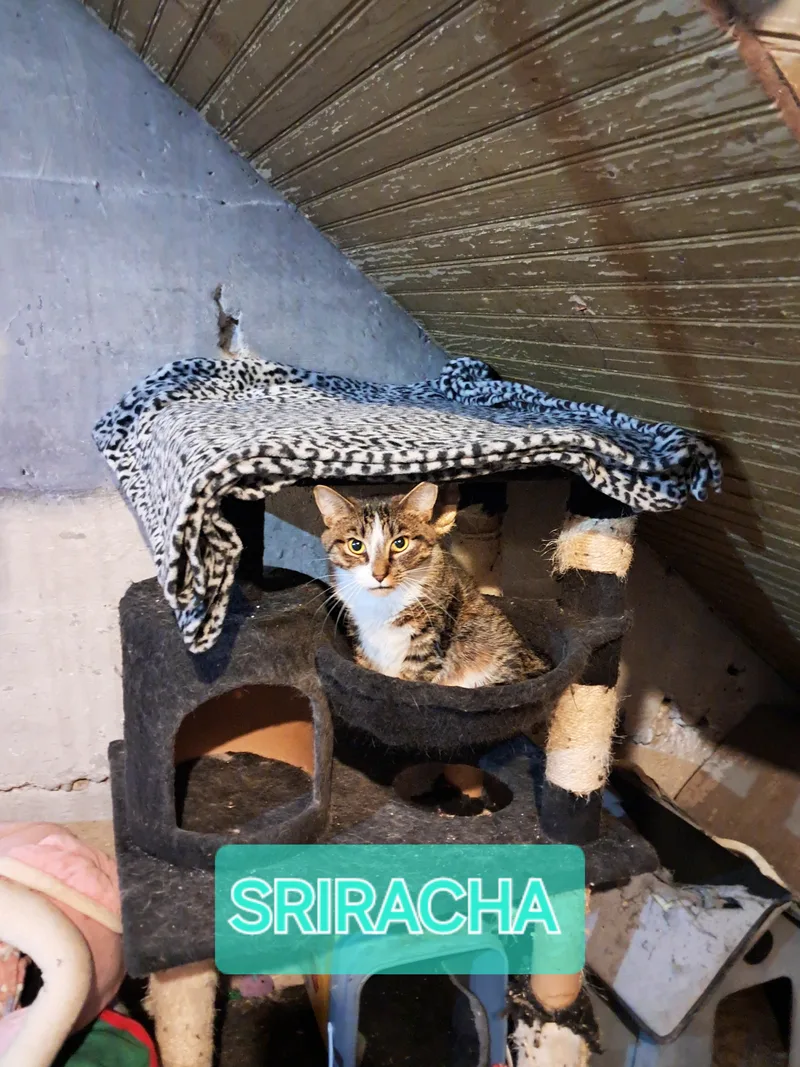 Sriracha thumbnail 4