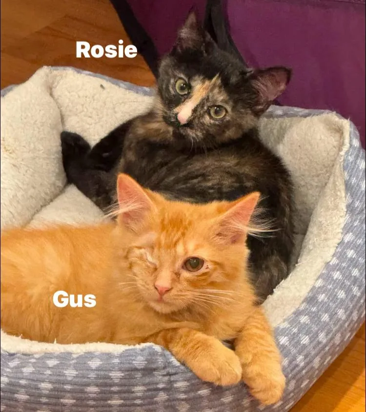A baby medium-sized female Orange / Red Domestic Short Hair cat named Rosie and Gus for adoption in Turnersville, NJ