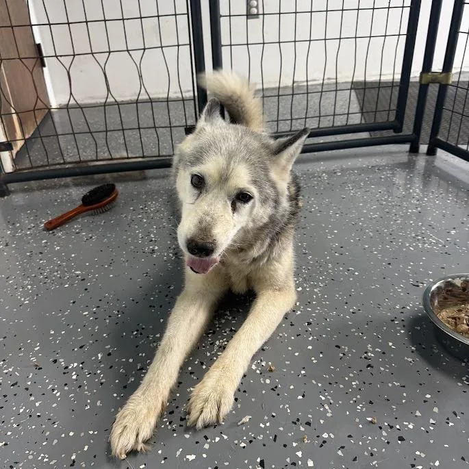 A senior medium-sized female Gray / Blue / Silver Husky dog named Nova for adoption in Archbold , OH