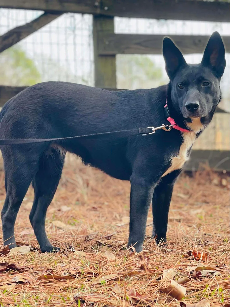 A young medium-sized female Australian Kelpie dog named Cleo for adoption in Social Circle, GA