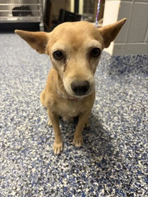 An adult small-sized female Chihuahua dog named Chula for adoption in Thousand Palms, CA