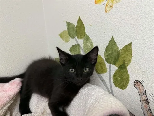 A baby small-sized female Domestic Short Hair cat named Ebony for adoption in McKinleyville, CA