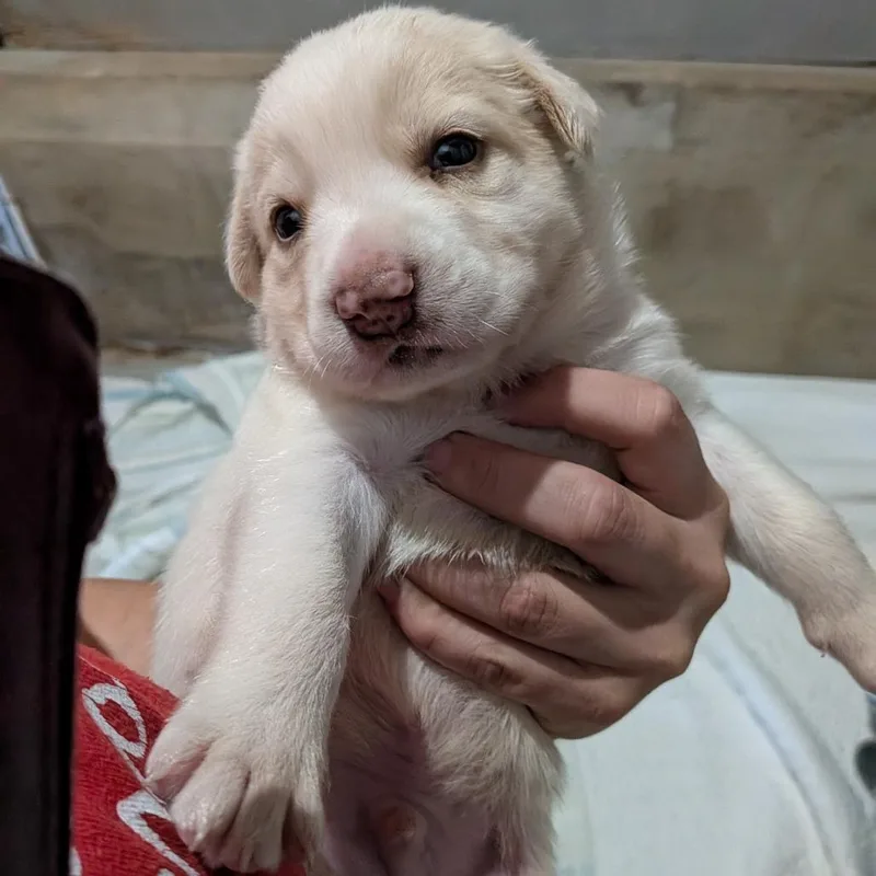 A baby medium-sized male White / Cream Mixed Breed dog named Garth Brooks for adoption in Leander, TX