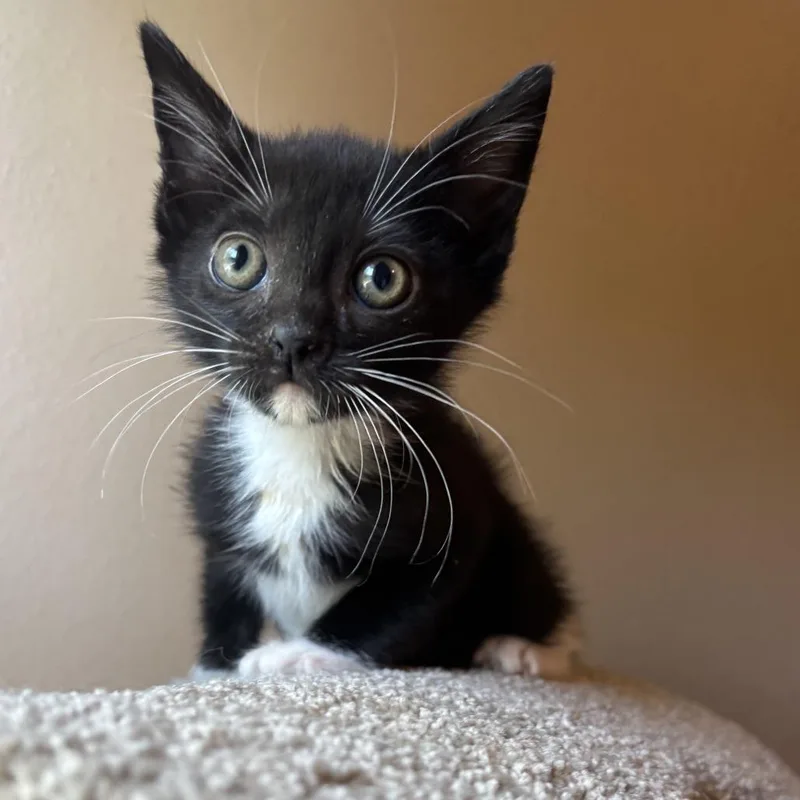 A baby small-sized female Black Domestic Short Hair cat named Raisin for adoption in New Port Richey, FL