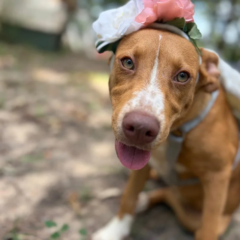 A baby small-sized female Hound dog named Melody for adoption in Parrish, AL