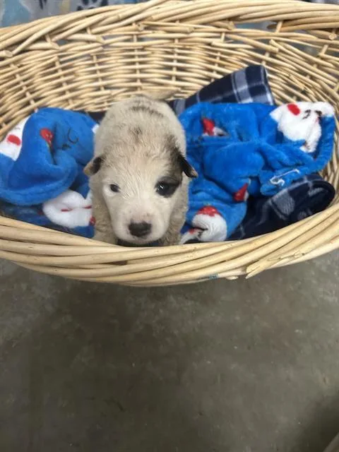 A baby small-sized male Great Pyrenees dog named Token for adoption in Rosenberg, TX