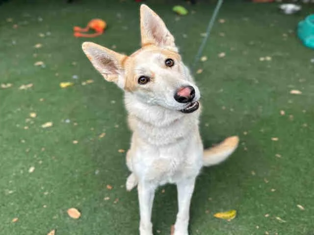 An adult medium-sized female German Shepherd Dog dog named Kallie for adoption in Bonita, CA