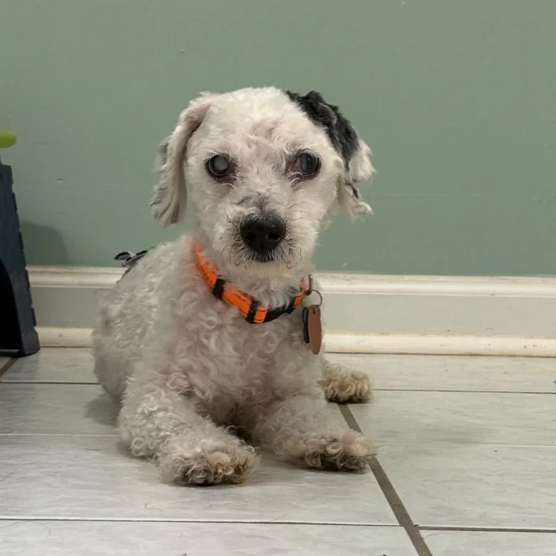 A senior small-sized male White / Cream Miniature Poodle dog named Scottie for adoption in Bessemer, AL