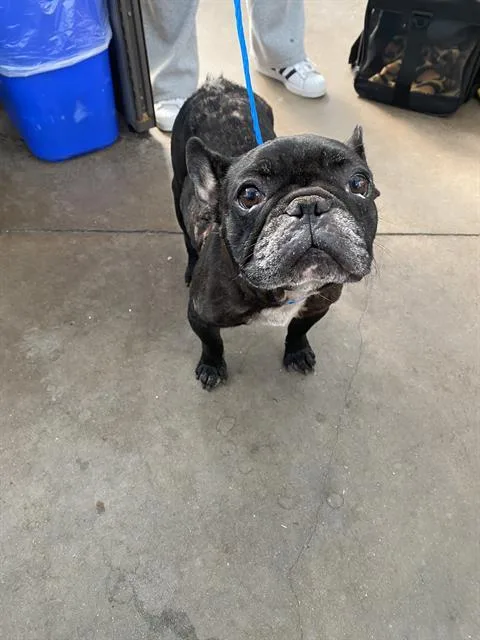 A young small-sized female Mixed Breed dog named Cocacola for adoption in Dallas, TX
