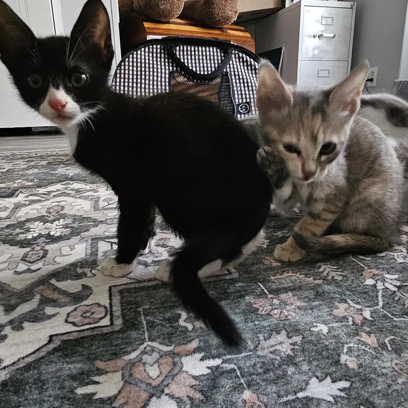 A baby small-sized female Dilute Tortoiseshell American Shorthair cat named Eleanor for adoption in Seguin, TX