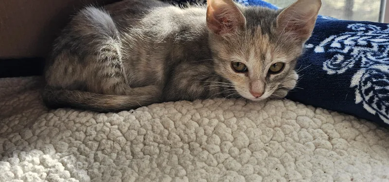 Eleanor thumbnail 3
