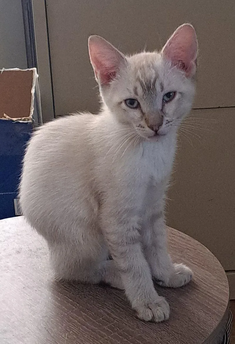 A baby medium-sized male Siamese cat named Koa for adoption in Phoenix, AZ