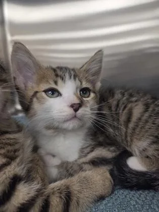 A baby small-sized male Domestic Short Hair cat named Potato Salad for adoption in Westland, MI