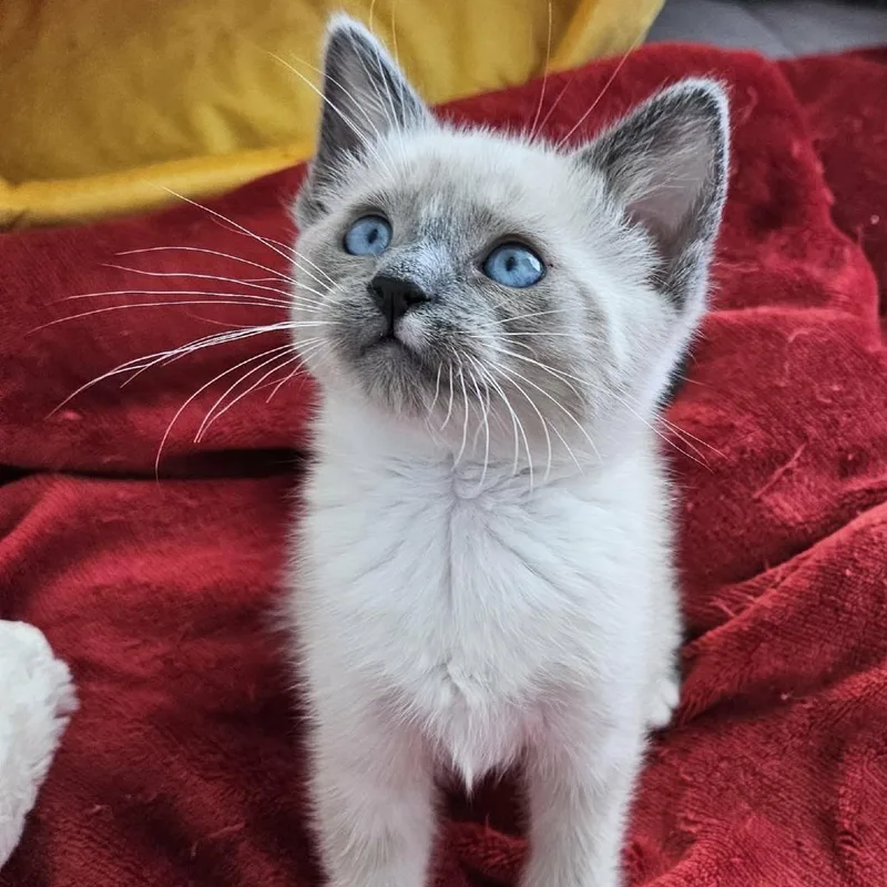 A baby small-sized female Gray / Blue / Silver Siamese cat named Snuggles for adoption in Agoura Hills, CA