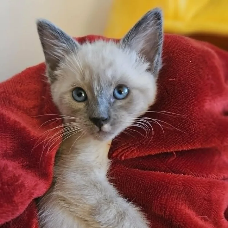Snuggles thumbnail 3