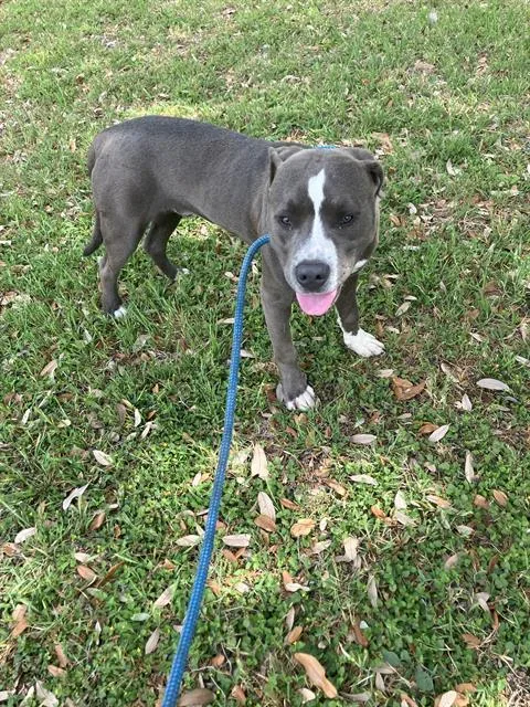 A young medium-sized male Mixed Breed dog named Ricco for adoption in Dallas, TX