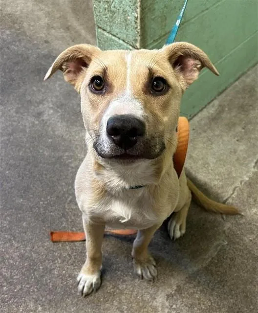 A baby medium-sized female Pit Bull Terrier dog named A for adoption in Sacramento, CA