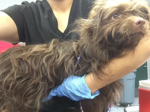 A young small-sized male Terrier dog named Bentley for adoption in Thousand Palms, CA