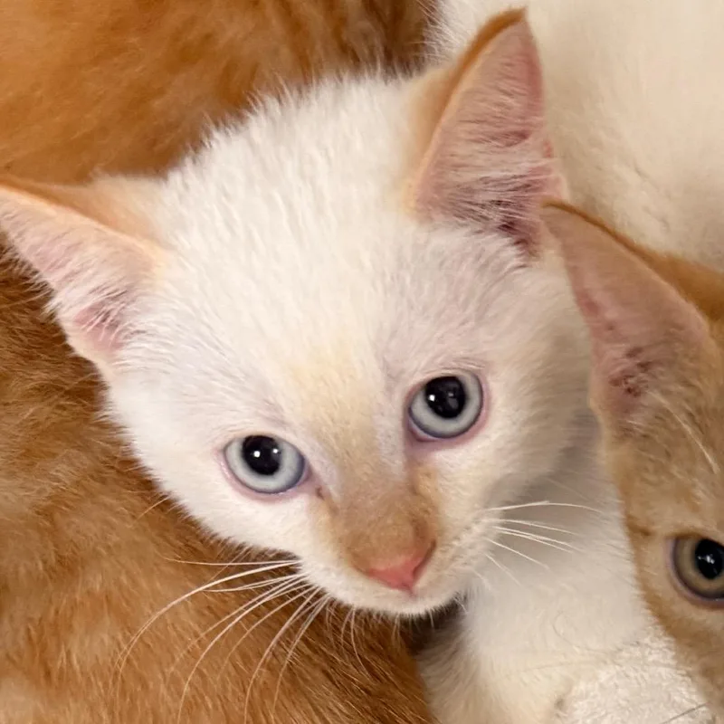 A baby small-sized male Flame Point Domestic Short Hair cat named Buzz for adoption in Evansville, IN