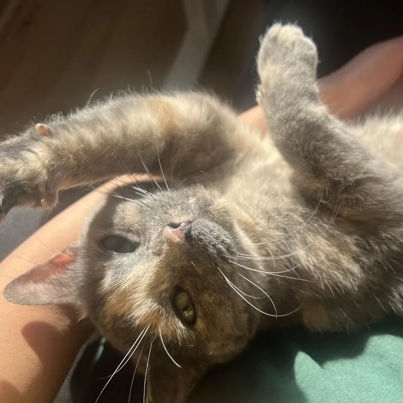 A senior medium-sized female Gray / Blue / Silver Domestic Short Hair cat named Hazel for adoption in Chicago, IL