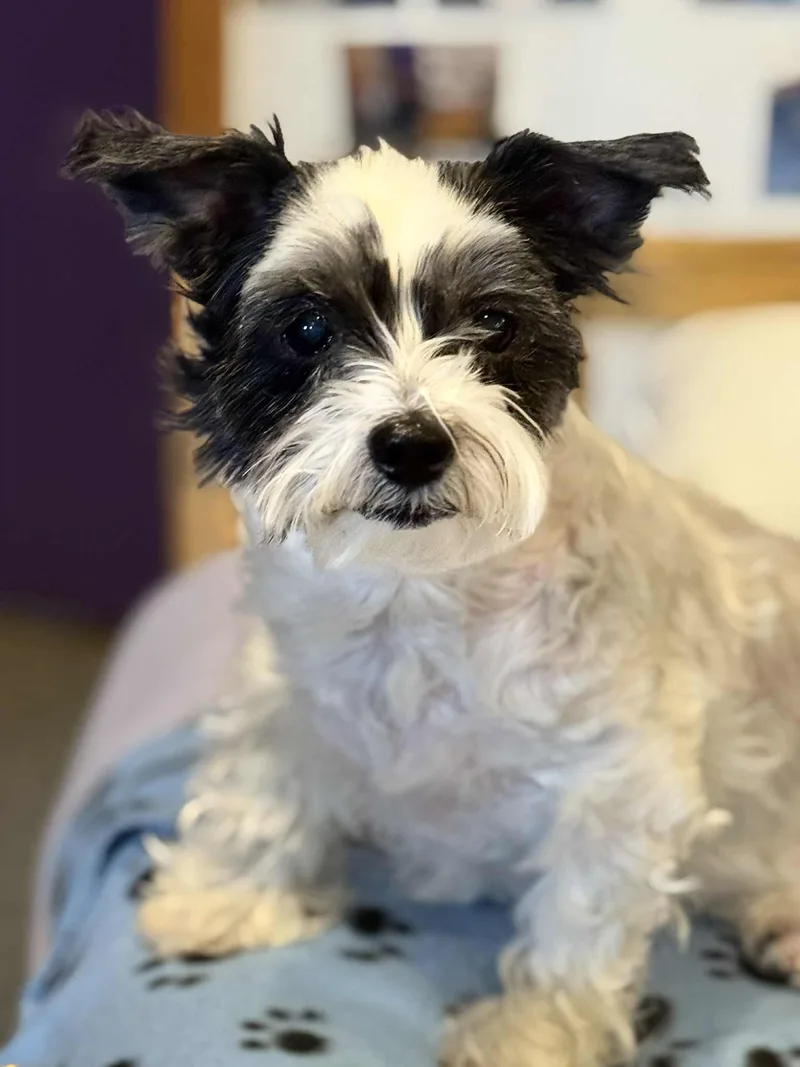 A senior small-sized female Black Terrier dog named Betsy for adoption in Port Clinton, OH