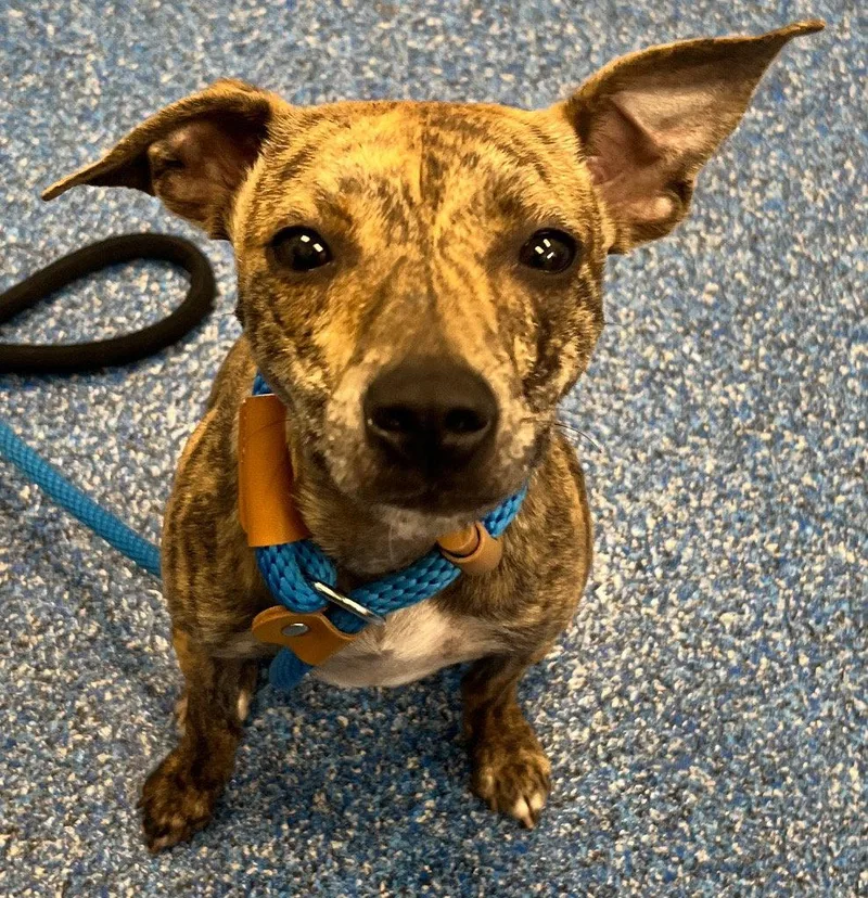 A young medium-sized female Italian Greyhound dog named Iggy Azalea for adoption in Tarboro, NC