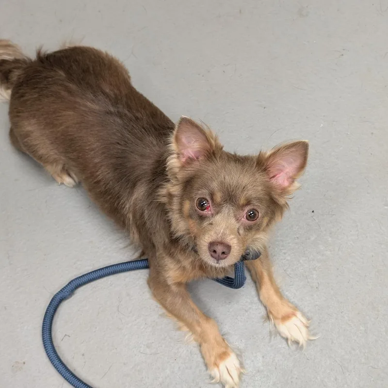 An adult small-sized female Brown / Chocolate Mixed Breed dog named Straythave&talbottonrd for adoption in Columbus, GA