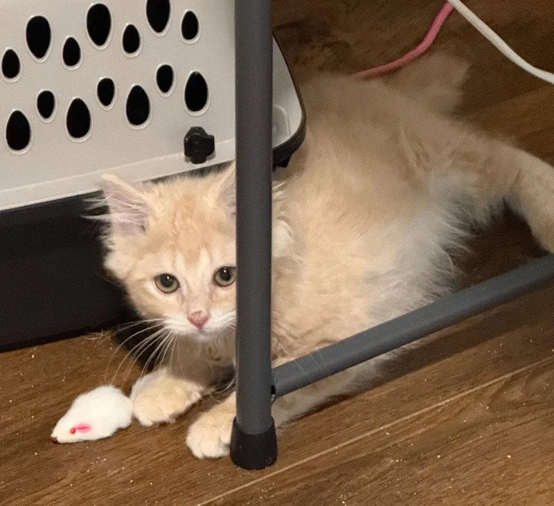 A baby small-sized male Orange & White Domestic Long Hair cat named Buff for adoption in Ellijay, GA