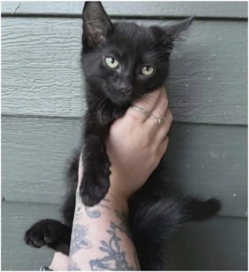 A baby medium-sized male Black Domestic Short Hair cat named Turnip for adoption in Eugene, OR