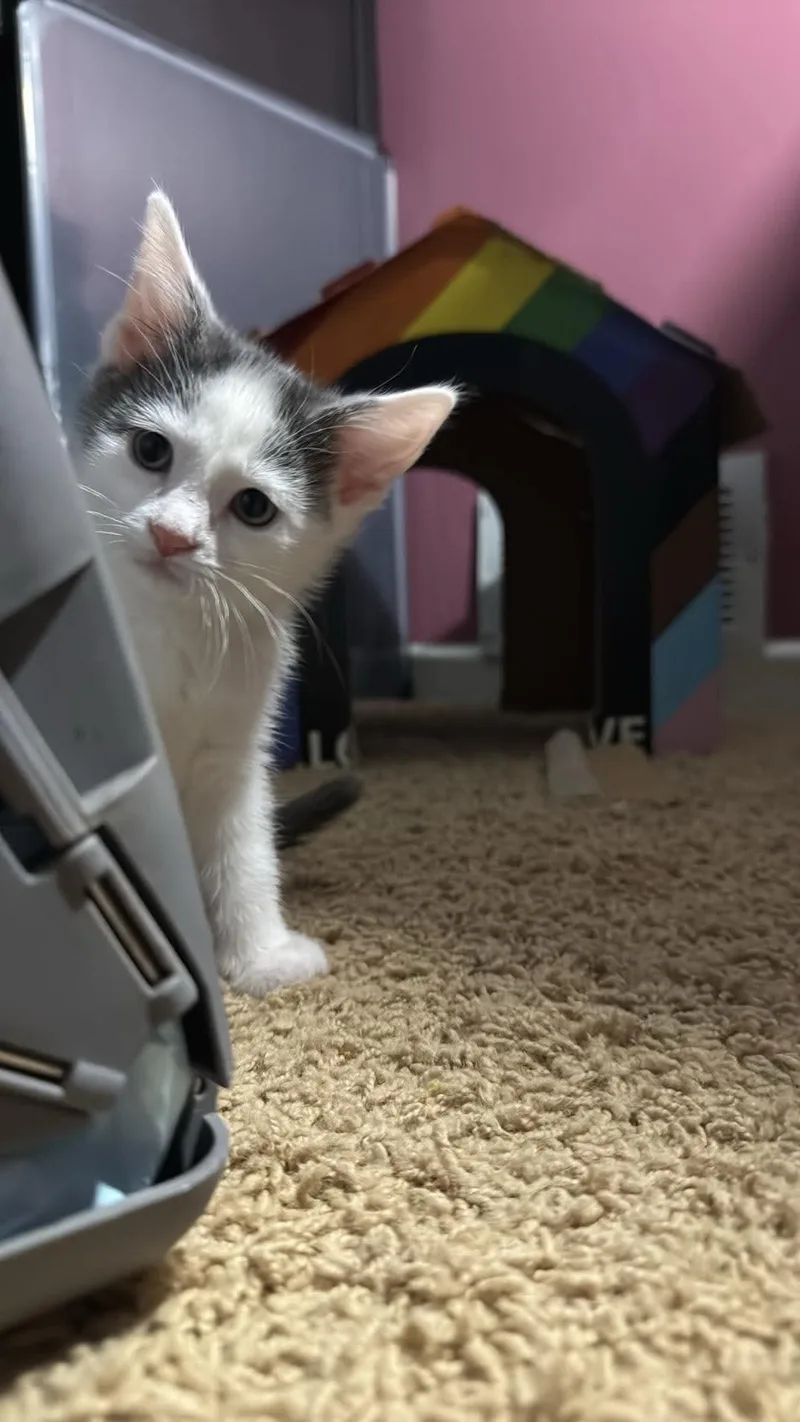 Milkshake thumbnail 3