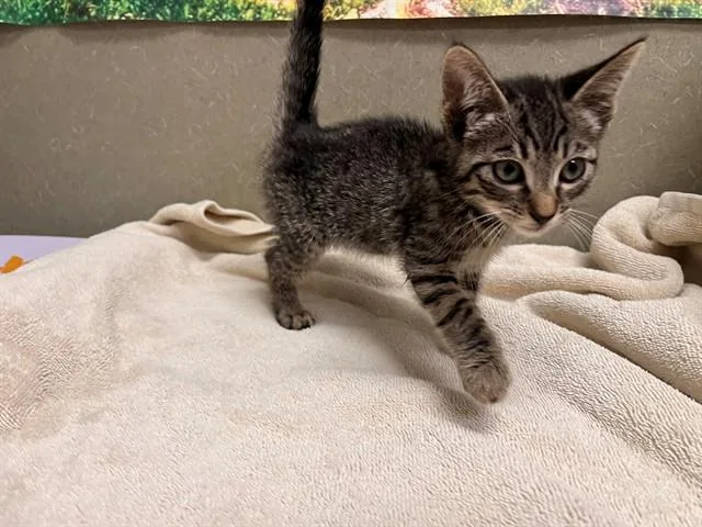 A baby small-sized female Domestic Short Hair cat named A for adoption in Moreno Valley, CA