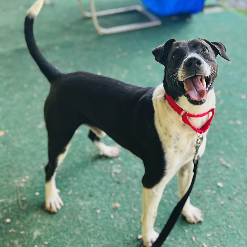 An adult medium-sized male Black Terrier dog named Larry for adoption in Cedarburg, WI