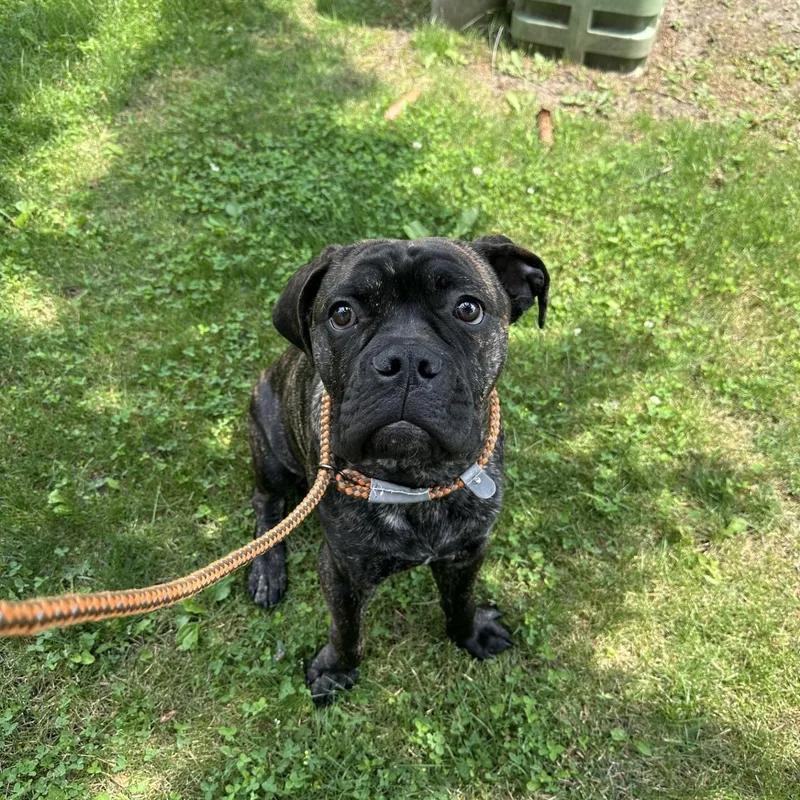 A young large-sized male Brindle American Bulldog dog named Apollo for adoption in Wyandotte, MI